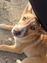 RIGANI, Hund, Mischlingshund in Fürth - Bild 4