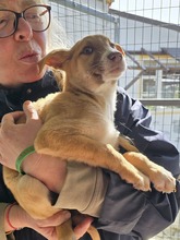 RIGANI, Hund, Mischlingshund in Fürth - Bild 5
