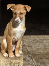 RIGANI, Hund, Mischlingshund in Fürth - Bild 6