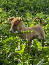 RIGANI, Hund, Mischlingshund in Fürth - Bild 7