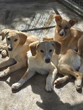 RIGANI, Hund, Mischlingshund in Fürth - Bild 8