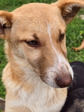 RIGANI, Hund, Mischlingshund in Fürth - Bild 9