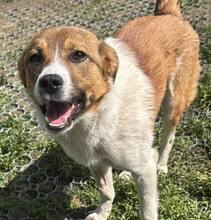 LOTTY, Hund, Mischlingshund in Rumänien - Bild 1