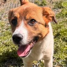 LOTTY, Hund, Mischlingshund in Rumänien - Bild 2