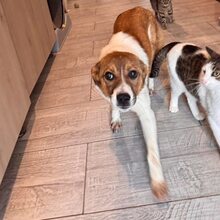 LOTTY, Hund, Mischlingshund in Rumänien - Bild 3
