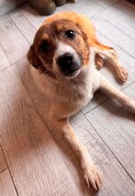 LOTTY, Hund, Mischlingshund in Rumänien - Bild 4