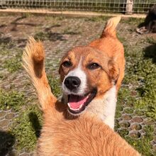 LOTTY, Hund, Mischlingshund in Rumänien - Bild 6