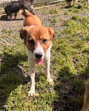 LOTTY, Hund, Mischlingshund in Rumänien - Bild 7
