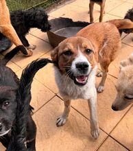 LOTTY, Hund, Mischlingshund in Rumänien - Bild 9