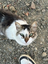 BLAGA, Katze, Europäisch Kurzhaar in Zypern - Bild 1