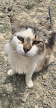 BLAGA, Katze, Europäisch Kurzhaar in Zypern - Bild 2
