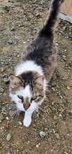 BLAGA, Katze, Europäisch Kurzhaar in Zypern - Bild 5