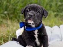 HENRY, Hund, Mischlingshund in Ungarn - Bild 1