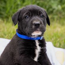 HENRY, Hund, Mischlingshund in Ungarn - Bild 10