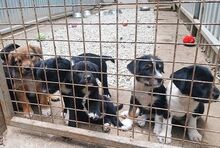 HENRY, Hund, Mischlingshund in Ungarn - Bild 14