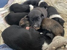 HENRY, Hund, Mischlingshund in Ungarn - Bild 17