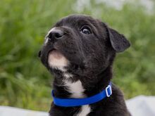 HENRY, Hund, Mischlingshund in Ungarn - Bild 3