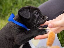 HENRY, Hund, Mischlingshund in Ungarn - Bild 5
