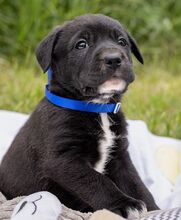 HENRY, Hund, Mischlingshund in Ungarn - Bild 6