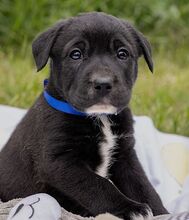 HENRY, Hund, Mischlingshund in Ungarn - Bild 7
