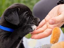 HENRY, Hund, Mischlingshund in Ungarn - Bild 8