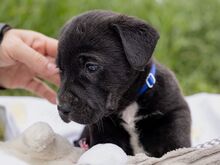 HENRY, Hund, Mischlingshund in Ungarn - Bild 9