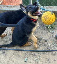 JENNA, Hund, Deutscher Schäferhund in Spanien - Bild 2