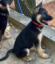 JENNA, Hund, Deutscher Schäferhund in Spanien - Bild 4