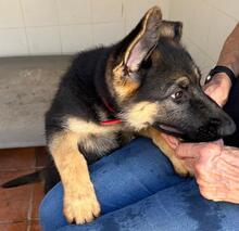 JENNA, Hund, Deutscher Schäferhund in Spanien - Bild 5