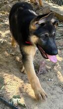 JENNA, Hund, Deutscher Schäferhund in Spanien - Bild 6