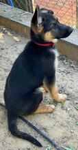 JENNA, Hund, Deutscher Schäferhund in Spanien - Bild 8