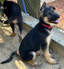 JENNA, Hund, Schäferhund in Spanien