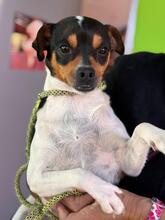 MEGAN, Hund, Bodeguero-Chihuahua-mischling in Spanien