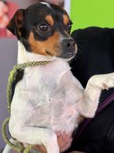 MEGAN, Hund, Ratonero Bodeguero Andaluz-Chihuahua-Mix in Spanien - Bild 2