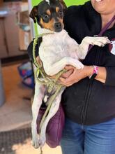 MEGAN, Hund, Ratonero Bodeguero Andaluz-Chihuahua-Mix in Spanien - Bild 3