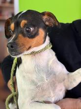 MEGAN, Hund, Ratonero Bodeguero Andaluz-Chihuahua-Mix in Spanien - Bild 4