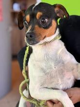 MEGAN, Hund, Ratonero Bodeguero Andaluz-Chihuahua-Mix in Spanien - Bild 5