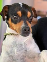 MEGAN, Hund, Ratonero Bodeguero Andaluz-Chihuahua-Mix in Spanien - Bild 6