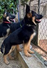 POLLY, Hund, Deutscher Schäferhund in Spanien - Bild 2