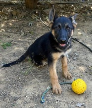 POLLY, Hund, Deutscher Schäferhund in Spanien - Bild 3