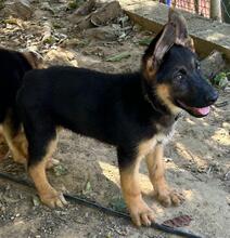 POLLY, Hund, Deutscher Schäferhund in Spanien - Bild 4