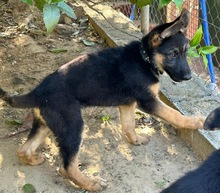 POLLY, Hund, Deutscher Schäferhund in Spanien - Bild 5