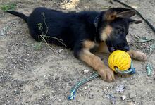 POLLY, Hund, Deutscher Schäferhund in Spanien - Bild 6