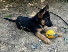 POLLY, Hund, Deutscher Schäferhund in Spanien - Bild 7