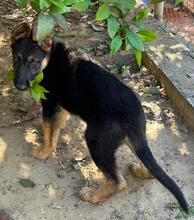 POLLY, Hund, Deutscher Schäferhund in Spanien - Bild 8