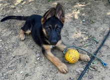 POLLY, Hund, Schäferhund in Spanien