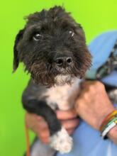 SAMMY, Hund, Pudel-Mischling in Spanien