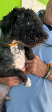 SAMMY, Hund, Pudel-Mix in Spanien - Bild 2