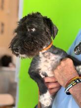 SAMMY, Hund, Pudel-Mix in Spanien - Bild 3