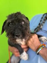 SAMMY, Hund, Pudel-Mix in Spanien - Bild 4